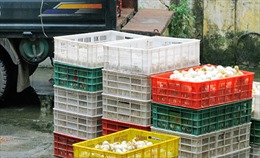 Lào Cai tịch thu 14.400 quả trứng vịt Trung Quốc