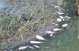 Tìm hướng giải quyết ô nhiễm môi trường kênh Lộ Ngang, Bến Tre
