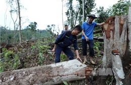 Điện Biên tập trung giải quyết tình trạng phá rừng và di cư tự do ở Mường Nhé