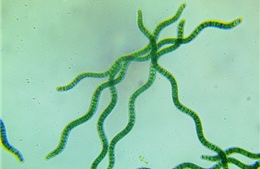Nghiên cứu thành công nhiên liệu sinh học từ tảo