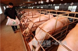 Bộ trưởng Nguyễn Xuân Cường: Tạm dừng nhập khẩu thịt lợn để &#39;giải cứu&#39; chăn nuôi trong nước 