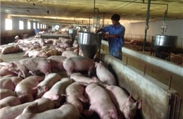 Bộ Nông nghiệp kêu gọi doanh nghiệp &#39;giải cứu&#39; thịt lợn