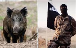Kỳ lạ chuyện lợn rừng tiêu diệt 3 phiến quân, IS điên tiết trả thù