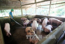 Trại nuôi lợn xả thải ra khu dân cư, có thể bị phạt tù?