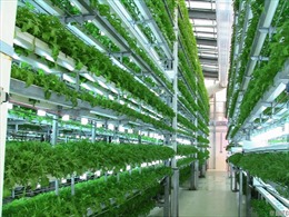 Nhật Bản khảo sát đầu tư nông nghiệp tại Hà Nam