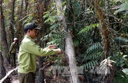 Nhiều dự án liên kết trồng rừng, trồng cao su tại Đắk Lắk thực hiện không hiệu quả