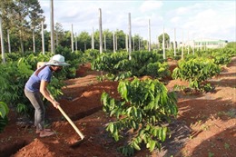 Để trồng tái canh cà phê hiệu quả ở Tây Nguyên