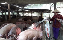 Các hộ chăn nuôi lỗ 1.500 tỷ đồng vì giá thịt lợn &#39;lao dốc&#39;