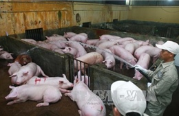 Cần lập lại cân bằng cung - cầu đối với sản phẩm thịt lợn 