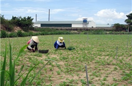 Giúp đồng bào Chăm thoát nghèo