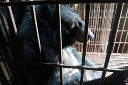 Video cảm động về cuộc đời tù ngục của chú gấu bị nuôi để lấy mật