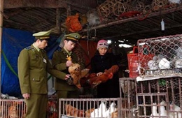 Test nhanh virus cúm A/H7N9 tại các chợ gia cầm Lạng Sơn 