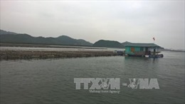 Xác định nguyên nhân hàng nghìn tấn hàu chết ở Quảng Ninh