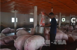 Hà Nội: Giá lợn hơi &#39;lao dốc&#39; còn 15.000 đồng/kg