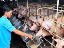 Bộ Công Thương tìm giải pháp tăng xuất khẩu lợn chính ngạch