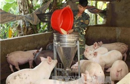 Thanh Hóa: Thu mua lợn sữa, lợn thịt cho người chăn nuôi