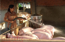 Thêm nhiều biện pháp đẩy mạnh tiêu thụ thịt lợn hỗ trợ người chăn nuôi