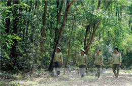 Đà Nẵng chú trọng bảo vệ rừng tại các vùng trọng điểm