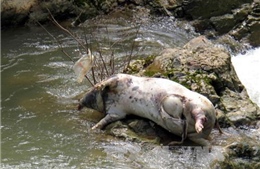 Lợn chết quẳng sông gây ô nhiễm trầm trọng ở Bảo Thắng, Lào Cai