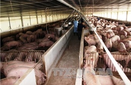 Lắp hầm khí biogas bằng vật liệu composite để phát triển chăn nuôi lợn