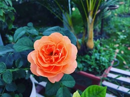 Hơn 300 loài hoa hồng khoe sắc tại trang trại hoa cảnh ngoại thành Hà Nội