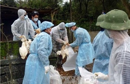 Tiêu hủy gần 3.600 con gia cầm bị cúm H5N1