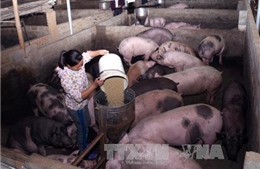 &#39;Giải cứu&#39; chăn nuôi, một doanh nghiệp cam kết thu mua 40.000 con lợn 