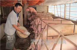 Biện pháp lâu dài &#39;giải cứu&#39; ngành chăn nuôi lợn