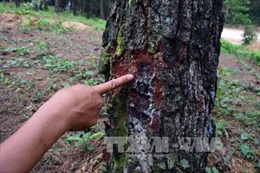 Thừa Thiên - Huế: Nhiều diện tích thông thuộc rừng đặc dụng bị chặt phá