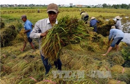 Giá lúa tươi ở Trà Vinh liên tục giảm 