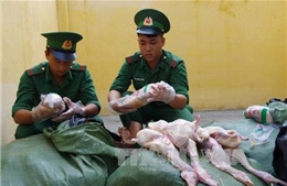 Lào Cai bắt giữ hơn 200 kg thực phẩm bẩn qua biên giới