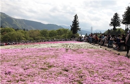 Shibazakura – Thảm hoa mùa Xuân