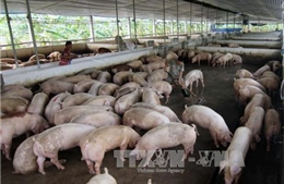 Quảng Ninh khẩn cấp tìm biện pháp tiêu thụ lợn thịt