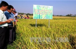 Phú Yên: Giống lúa đạt tiêu chuẩn cho năng suất vượt trội