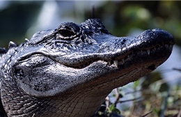Bé gái 10 tuổi thoát khỏi miệng cá sấu bằng chiêu… chọc mũi