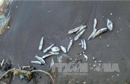 Cá biển chết bất thường tại vùng biển Kiên Giang 