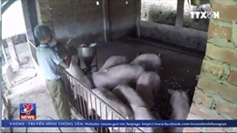 Giá thịt lợn giảm kỷ lục, nông dân sốc nặng, lợn... đói