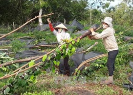 Nông dân trồng tiêu Bình Phước mất trắng hàng tỷ đồng vì lốc xoáy