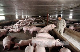 Giải pháp giúp người chăn nuôi lợn vượt khó khăn