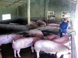 Hà Tĩnh hỗ trợ gần 9 tỷ đồng cho các cơ sở chăn nuôi lợn 