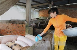 Tiền Giang mở quầy bán lẻ thịt lợn để kích cầu