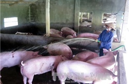 Nam Định: Trên 50.000 con lợn &#39;mòn mỏi&#39; chờ xuất chuồng