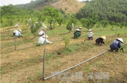 Thoát nghèo nhờ mô hình trang trại tổng hợp