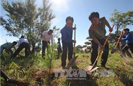 Lâm Đồng đẩy mạnh trồng rừng, trồng cây phân tán