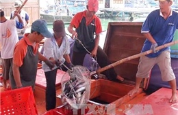 Quảng Nam: Tổ đội đoàn kết giúp ngư dân bám biển dài ngày