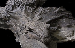 Lần đầu phát hiện hóa thạch ‘rồng’ nguyên vẹn hình hài
