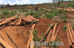 Để xảy ra phá rừng nghiêm trọng, 5 cán bộ kiểm lâm ở Đắk Nông bị kỷ luật 