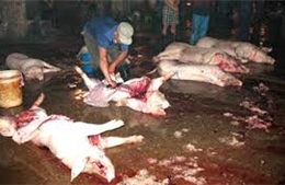 Đắk Lắk: Dân bức xúc vì lò giết mổ gia súc trong khu dân cư