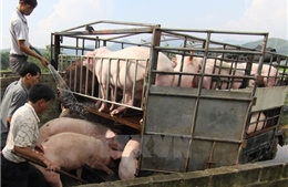 Giá thịt lợn đang tăng sau các cuộc giải cứu
