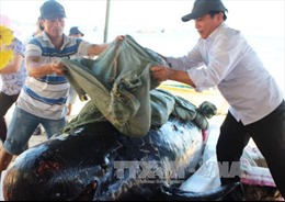 Cá Ông nặng hơn 700 kg dạt vào bờ biển Quảng Ngãi với nhiều vết thương